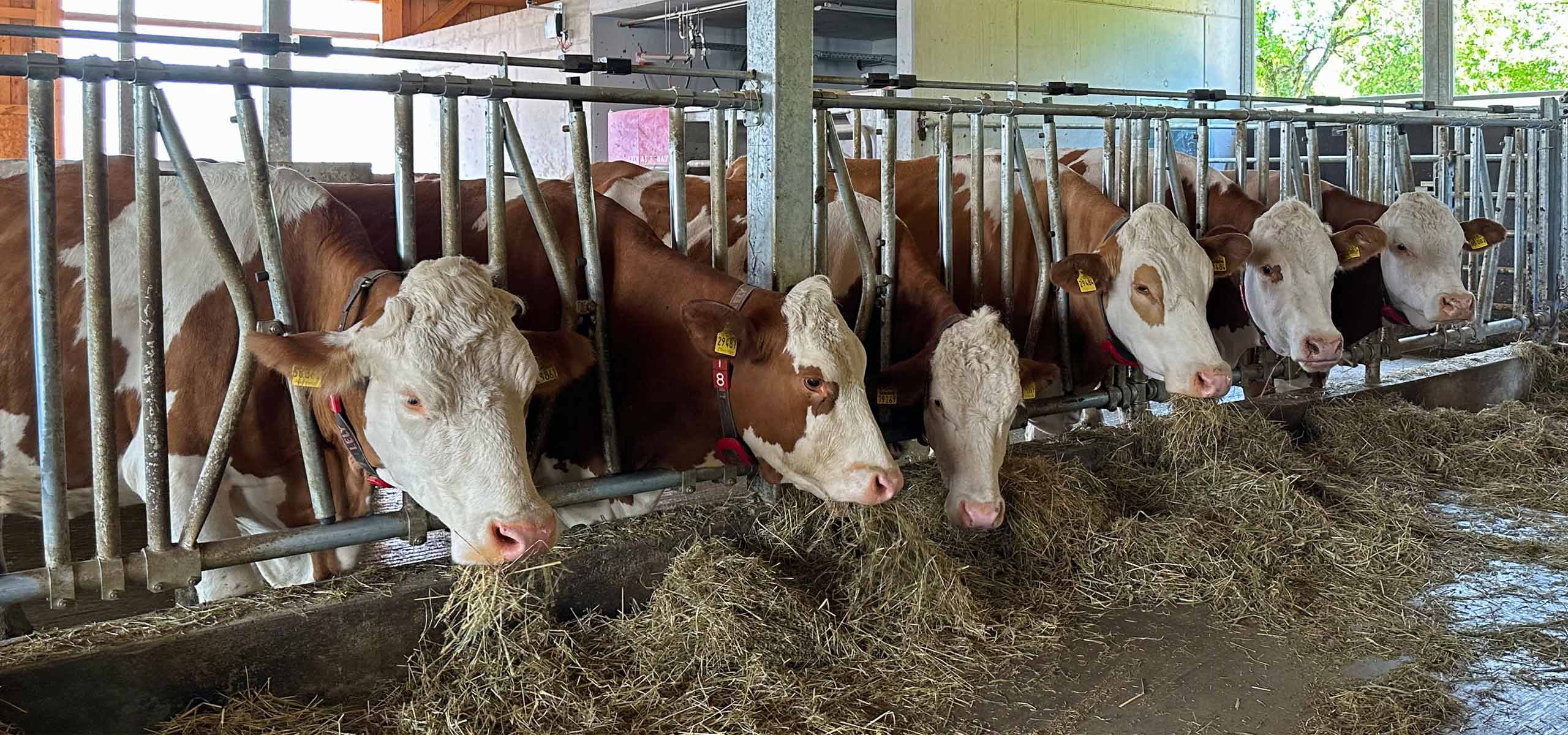Die Kühe im Stall