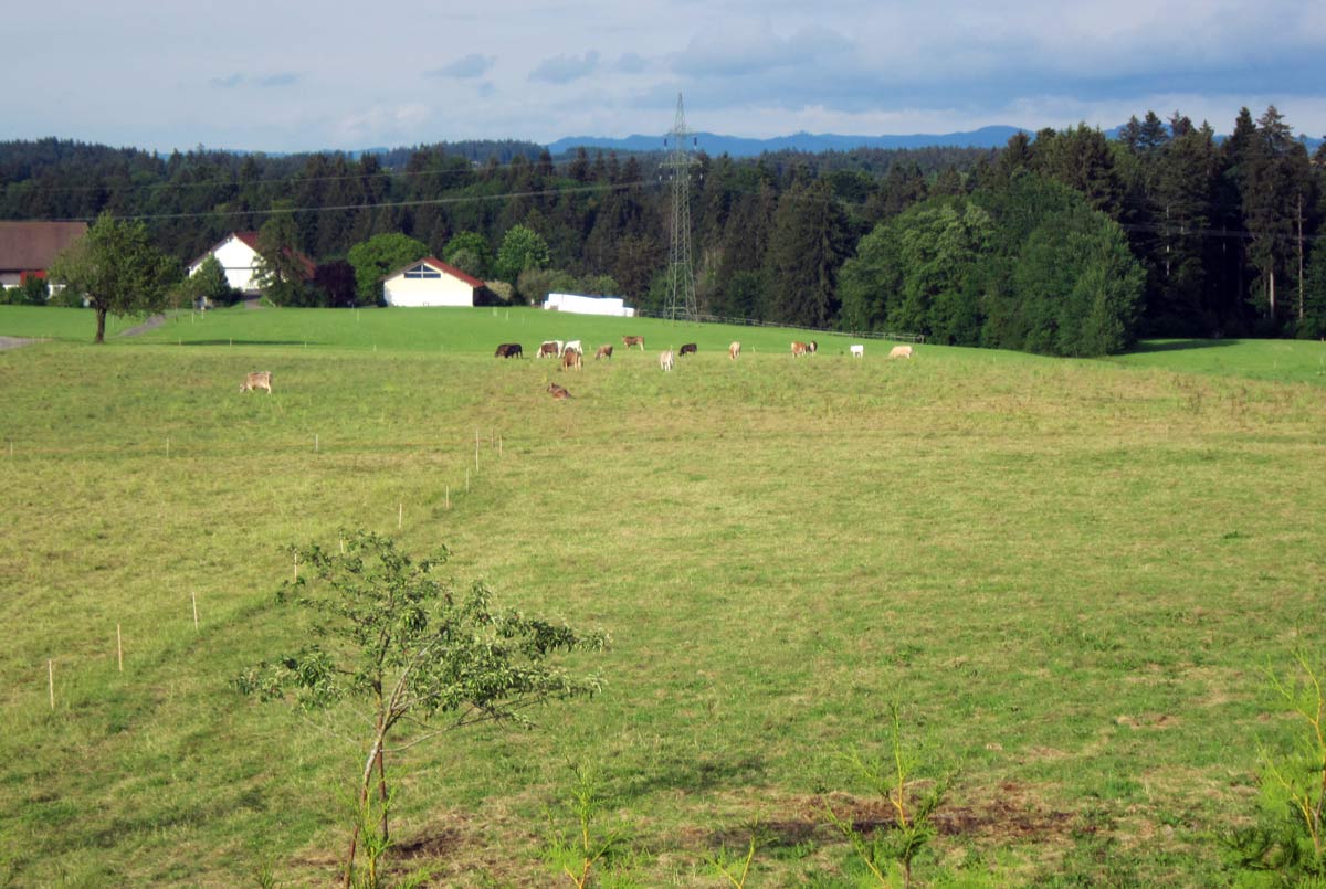 Kühe auf der Weide in Opfenbach