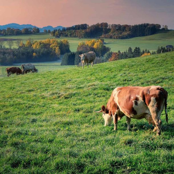Sommer im Allgäu